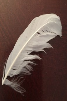 Angel Feather