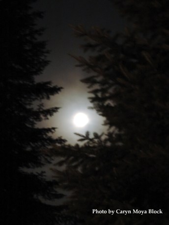 Moon in Trees